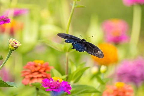 Pipevine swallowtail male flying over zinnia White Modern Wood Framed Art Print with Double Matting by Day, Richard and Susan