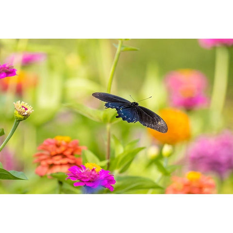 Pipevine swallowtail male flying over zinnia White Modern Wood Framed Art Print by Day, Richard and Susan
