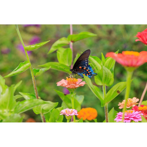 Pipevine swallowtail on zinnia Black Modern Wood Framed Art Print with Double Matting by Day, Richard and Susan