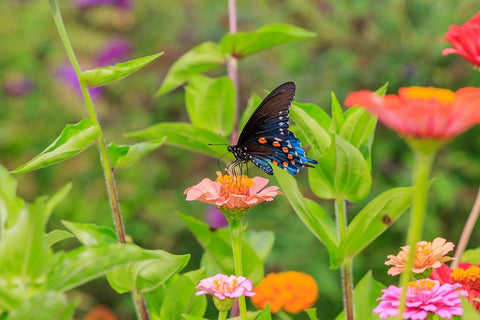 Pipevine swallowtail on zinnia Black Ornate Wood Framed Art Print with Double Matting by Day, Richard and Susan