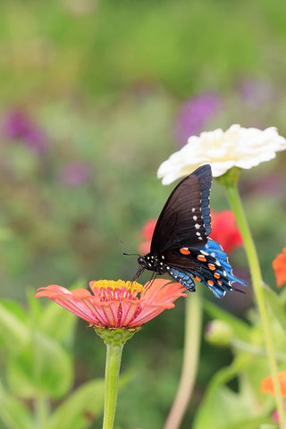 Pipevine swallowtail on zinnia White Modern Wood Framed Art Print with Double Matting by Day, Richard and Susan