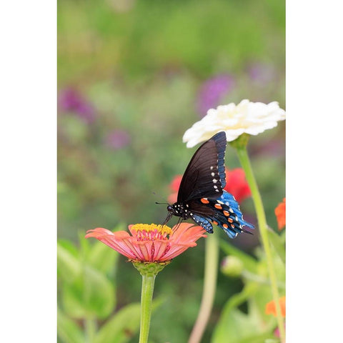 Pipevine swallowtail on zinnia White Modern Wood Framed Art Print by Day, Richard and Susan