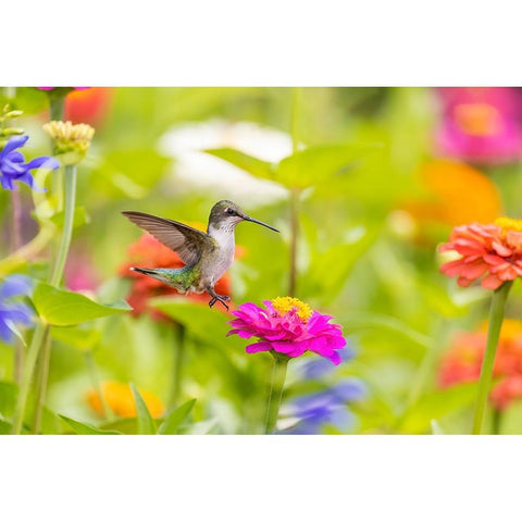 Ruby-throated hummingbird Black Modern Wood Framed Art Print by Day, Richard and Susan