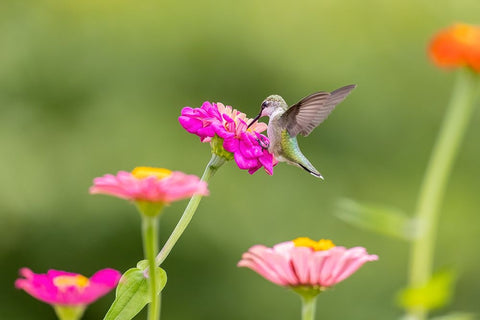 Ruby-throated hummingbird White Modern Wood Framed Art Print with Double Matting by Day, Richard and Susan
