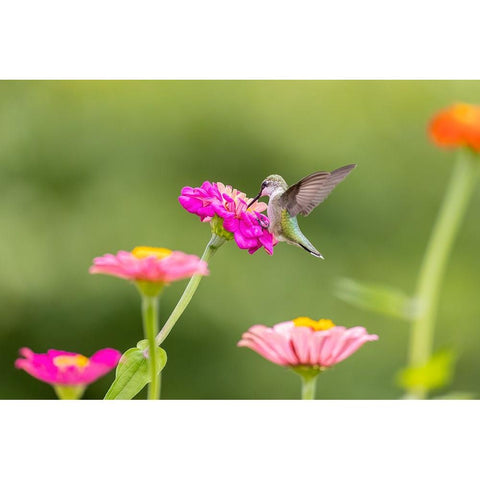 Ruby-throated hummingbird Black Modern Wood Framed Art Print by Day, Richard and Susan