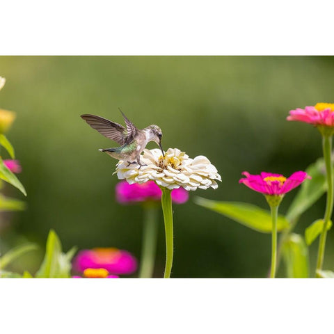 Ruby-throated hummingbird Black Modern Wood Framed Art Print by Day, Richard and Susan