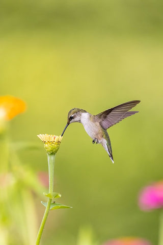 Ruby-throated hummingbird White Modern Wood Framed Art Print with Double Matting by Day, Richard and Susan