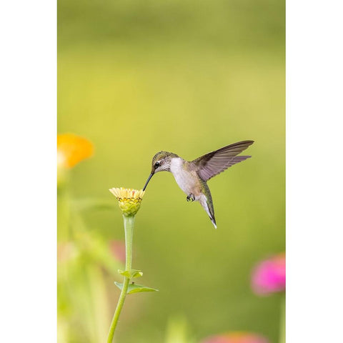 Ruby-throated hummingbird Black Modern Wood Framed Art Print by Day, Richard and Susan