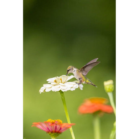 Ruby-throated hummingbird Gold Ornate Wood Framed Art Print with Double Matting by Day, Richard and Susan