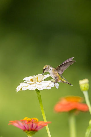 Ruby-throated hummingbird White Modern Wood Framed Art Print with Double Matting by Day, Richard and Susan