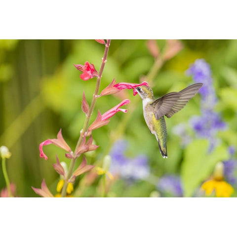 Ruby-throated hummingbird White Modern Wood Framed Art Print by Day, Richard and Susan