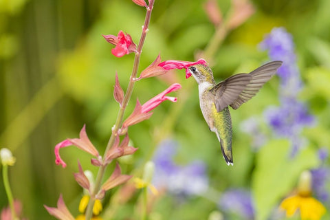 Ruby-throated hummingbird Black Ornate Wood Framed Art Print with Double Matting by Day, Richard and Susan
