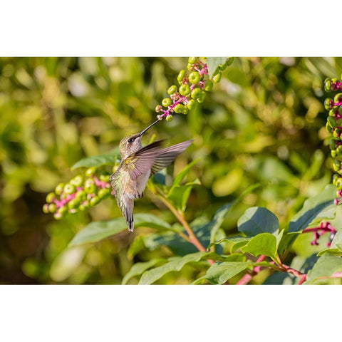 Ruby-throated hummingbird at American pokeweed Gold Ornate Wood Framed Art Print with Double Matting by Day, Richard and Susan