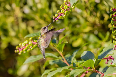 Ruby-throated hummingbird at American pokeweed Black Ornate Wood Framed Art Print with Double Matting by Day, Richard and Susan