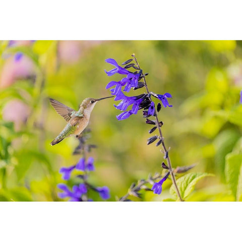 Ruby-throated hummingbird at black and blue salvia Gold Ornate Wood Framed Art Print with Double Matting by Day, Richard and Susan