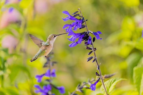 Ruby-throated hummingbird at black and blue salvia White Modern Wood Framed Art Print with Double Matting by Day, Richard and Susan