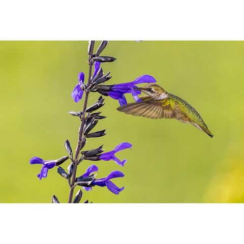 Ruby-throated hummingbird at black and blue salvia Black Modern Wood Framed Art Print by Day, Richard and Susan