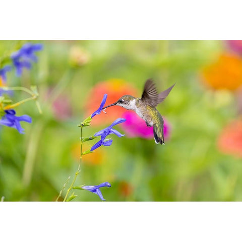 Ruby-throated hummingbird at blue ensign salvia Gold Ornate Wood Framed Art Print with Double Matting by Day, Richard and Susan
