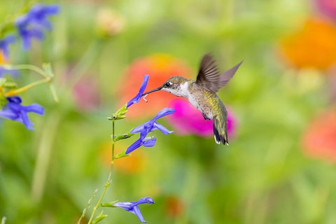 Ruby-throated hummingbird at blue ensign salvia Black Ornate Wood Framed Art Print with Double Matting by Day, Richard and Susan