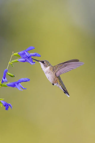 Ruby-throated hummingbird at blue ensign salvia Black Ornate Wood Framed Art Print with Double Matting by Day, Richard and Susan