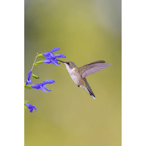 Ruby-throated hummingbird at blue ensign salvia Black Modern Wood Framed Art Print by Day, Richard and Susan