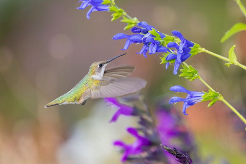 Ruby-throated hummingbird at blue ensign salvia Black Ornate Wood Framed Art Print with Double Matting by Day, Richard and Susan