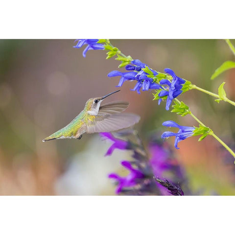 Ruby-throated hummingbird at blue ensign salvia Black Modern Wood Framed Art Print by Day, Richard and Susan