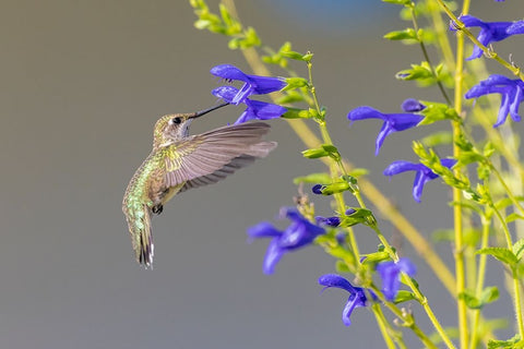 Ruby-throated hummingbird at blue ensign salvia White Modern Wood Framed Art Print with Double Matting by Day, Richard and Susan
