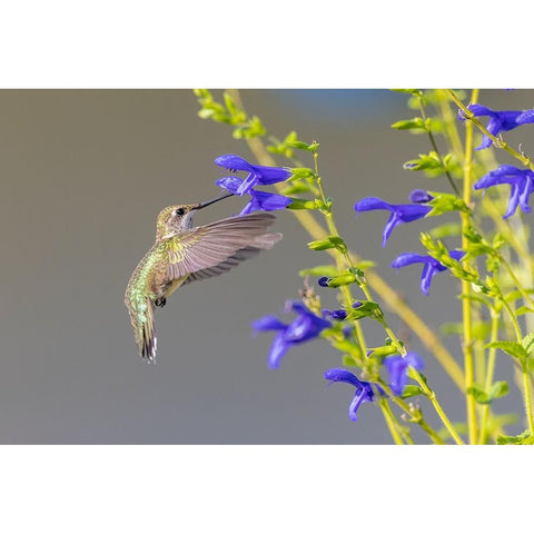 Ruby-throated hummingbird at blue ensign salvia Gold Ornate Wood Framed Art Print with Double Matting by Day, Richard and Susan
