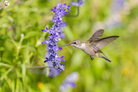 Ruby-throated hummingbird at Victoria blue salvia White Modern Wood Framed Art Print with Double Matting by Day, Richard and Susan