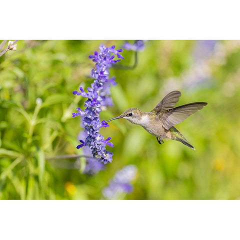 Ruby-throated hummingbird at Victoria blue salvia Black Modern Wood Framed Art Print by Day, Richard and Susan