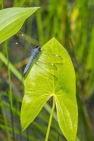 Spangled Skimmer male on Arrowhead plant White Modern Wood Framed Art Print with Double Matting by Day, Richard and Susan