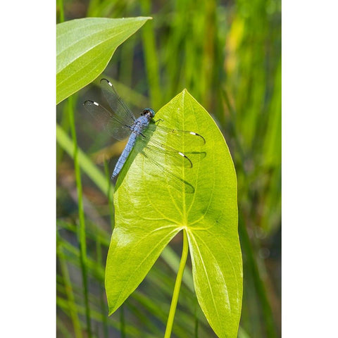 Spangled Skimmer male on Arrowhead plant Black Modern Wood Framed Art Print by Day, Richard and Susan
