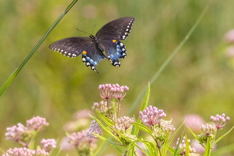Spicebush swallowtail flying to swamp milkweed Black Ornate Wood Framed Art Print with Double Matting by Day, Richard and Susan