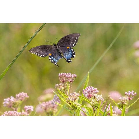 Spicebush swallowtail flying to swamp milkweed Gold Ornate Wood Framed Art Print with Double Matting by Day, Richard and Susan