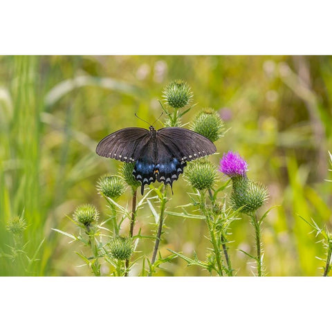 Spicebush swallowtail on Bull thistle Black Modern Wood Framed Art Print with Double Matting by Day, Richard and Susan