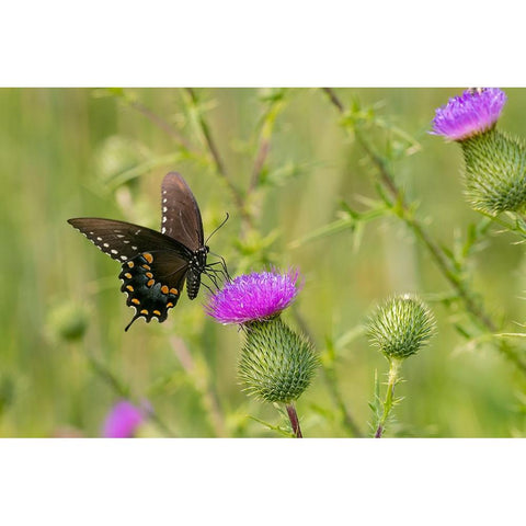 Spicebush swallowtail on Bull thistle Gold Ornate Wood Framed Art Print with Double Matting by Day, Richard and Susan