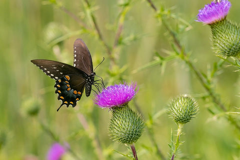 Spicebush swallowtail on Bull thistle Black Ornate Wood Framed Art Print with Double Matting by Day, Richard and Susan