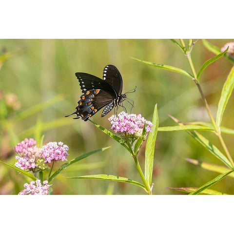 Spicebush swallowtail on swamp milkweed Black Modern Wood Framed Art Print with Double Matting by Day, Richard and Susan