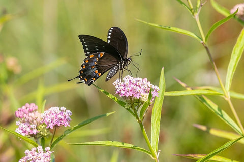 Spicebush swallowtail on swamp milkweed White Modern Wood Framed Art Print with Double Matting by Day, Richard and Susan