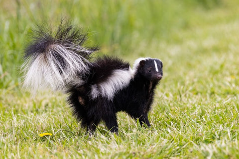 Striped skunk digging for food Black Ornate Wood Framed Art Print with Double Matting by Day, Richard and Susan