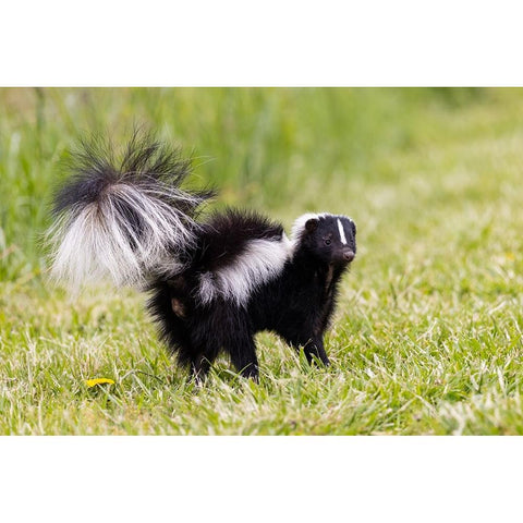 Striped skunk digging for food Black Modern Wood Framed Art Print with Double Matting by Day, Richard and Susan