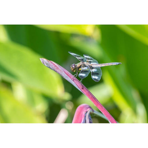 Twelve-spotted Skimmer male on Water Canna Black Modern Wood Framed Art Print by Day, Richard and Susan