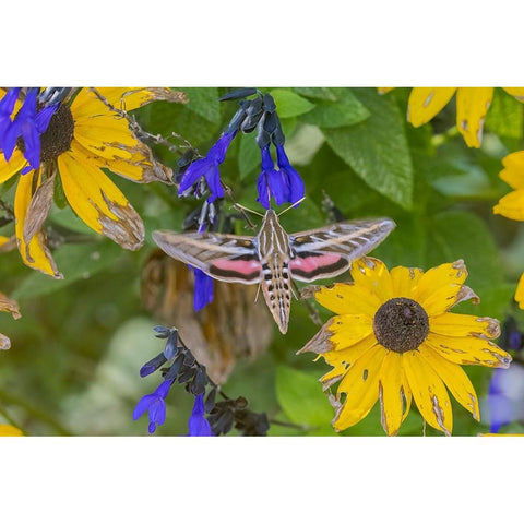 White-lined Sphinx on salvia Black Modern Wood Framed Art Print with Double Matting by Day, Richard and Susan