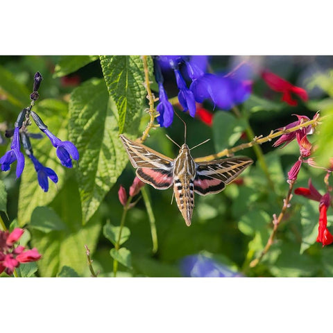 White-lined Sphinx on salvia Black Modern Wood Framed Art Print with Double Matting by Day, Richard and Susan