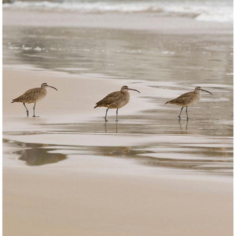USA CA Pismo Beach Whimbrels White Modern Wood Framed Art Print by Drury, Trish