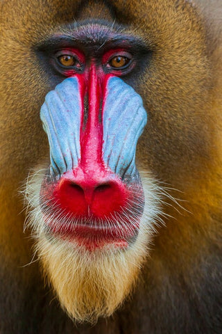 Close-up of the face of a mandrill (Mandrillus sphinx). Captive. White Modern Wood Framed Art Print with Double Matting by Haseltine, Tom
