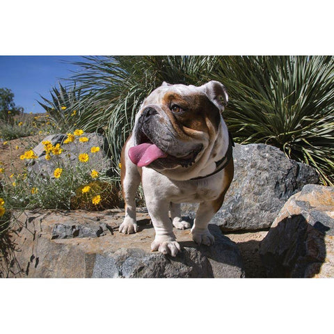 Bulldog in a desert garden Black Modern Wood Framed Art Print by Beraldo, Zandina Muench