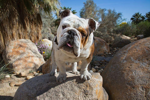 Bulldog in a desert garden White Modern Wood Framed Art Print with Double Matting by Beraldo, Zandina Muench