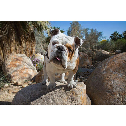 Bulldog in a desert garden Black Modern Wood Framed Art Print by Beraldo, Zandina Muench